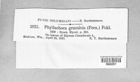 Phyllachora graminis image